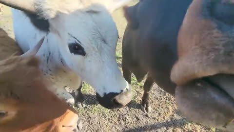 Cow adorably nudges brother along to get his treats