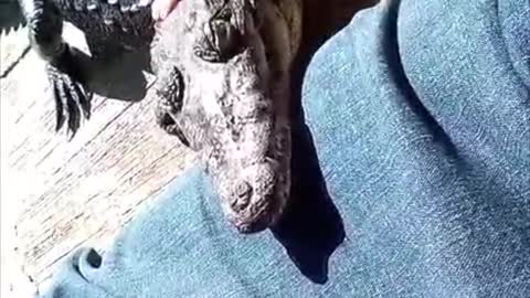 Adolescent Crocodile Falls Asleep on Owners Legs