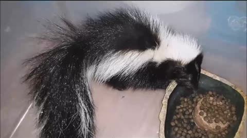 Baby Skunk Rescue, Part II