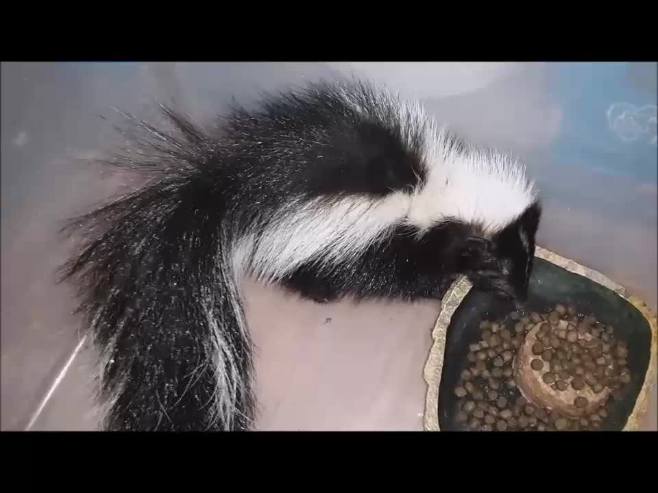 Baby Skunk Rescue, Part II