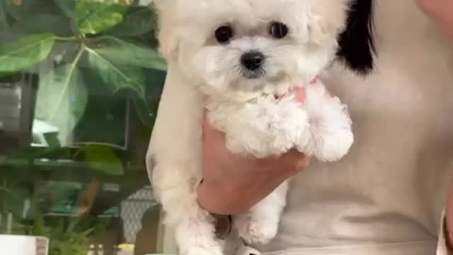 hairy puppy mini bichon