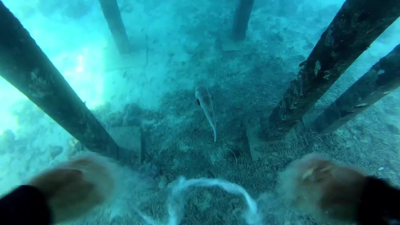 Bubble Rings vs Giant Puffer Fish