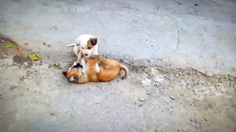 Cute puppies playing || funny dog videos