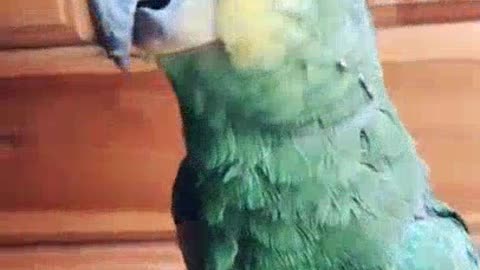 Parrot saying good morning beautiful thing