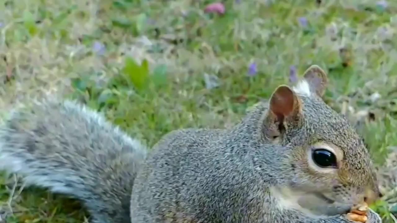 I woke up and look outside and I saw Mika The Squirrel waiting for me on the patio table 🐿️🥰