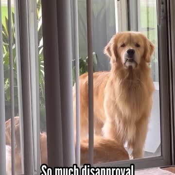 catch me outside let me in #now #goldenretriever