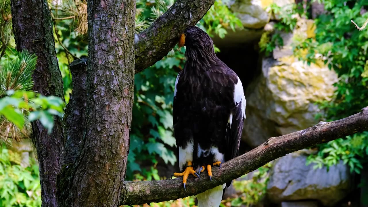 Birds | Owl | Peacock | Eagle | Parrot |