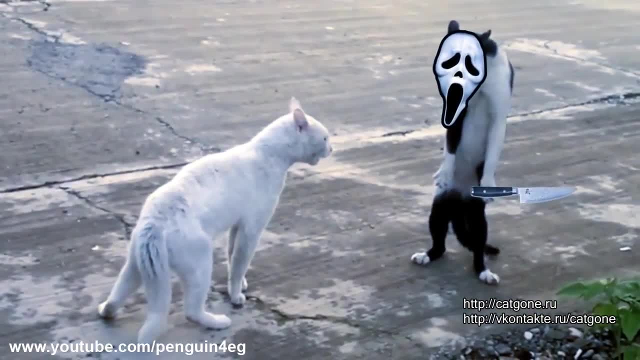 Ninja Cat - You Laugh, You Lose