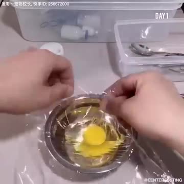 how A chick BORN FROM A EGG