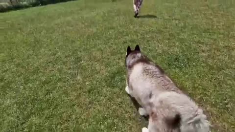 Husky Collapses with Excitement When Best Friend Arrives