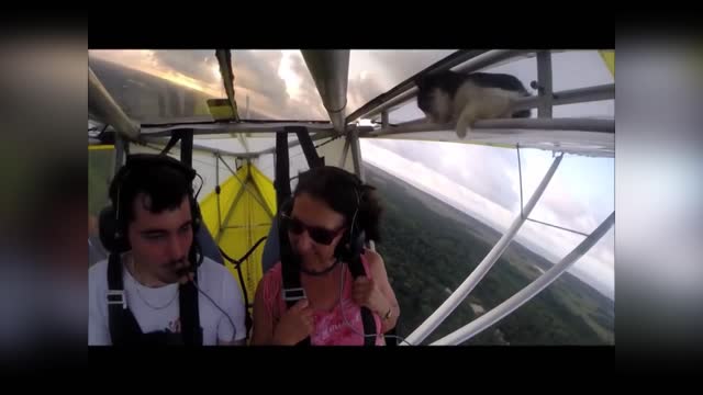 Cat and hang glider