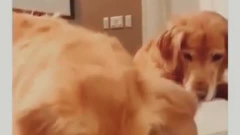 Funny dogs Reaction