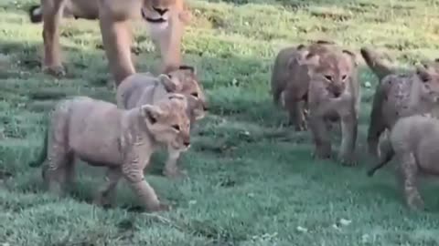 Female lions Walking her child