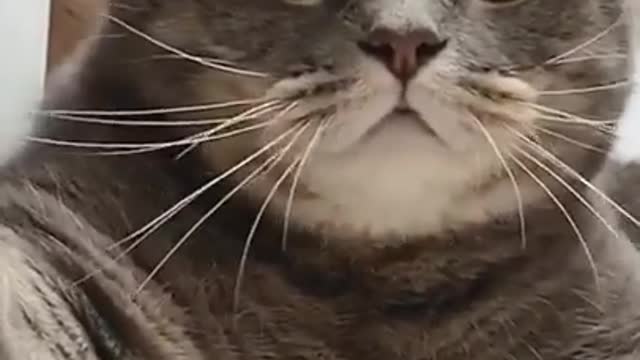 Cats are so awesome | nice cute cats