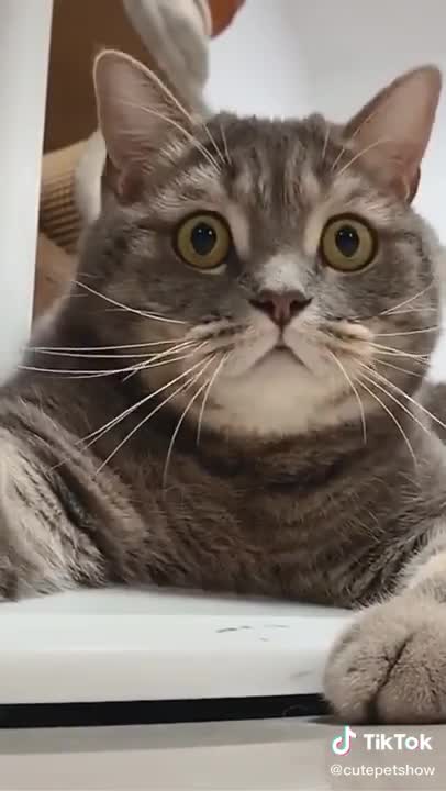 Cats are so awesome | nice cute cats