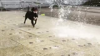 You'll never love anything as much as this pup loves water fountains