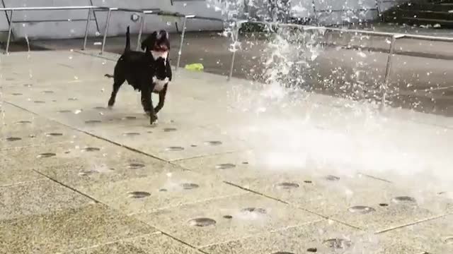 You'll never love anything as much as this pup loves water fountains
