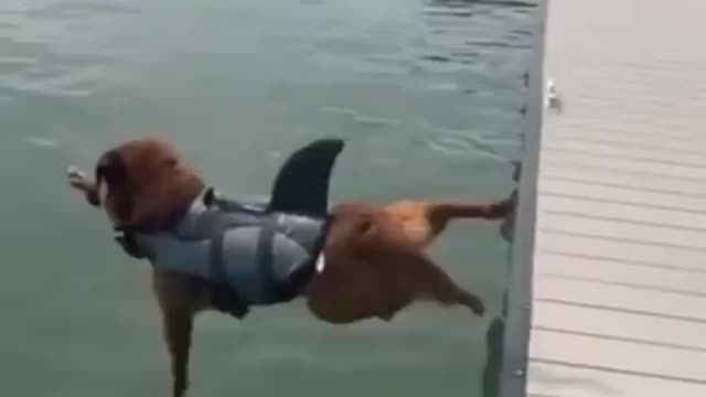 dog want to dive in water but slip and fall in water