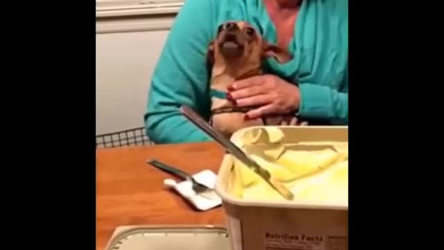 Funniest Animals 🐧 - Funny animal videos can't help but laugh 2021 😁 - Cutest Animals Ever