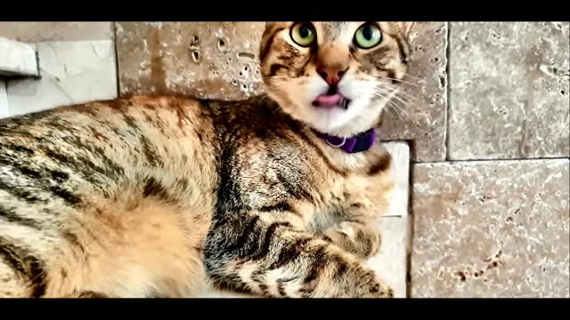 cute cats videos viral #C_12 | Cute cat videos | cute cats | Funny cats | omg funny cat videos