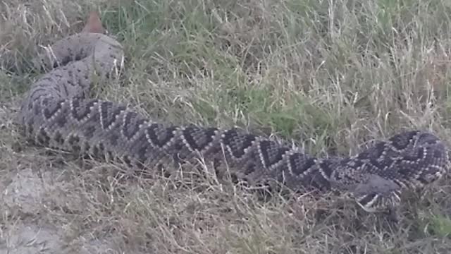 Massive Rattlesnake