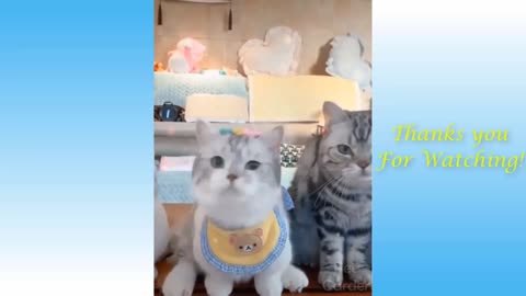 cute cat and funny dogs