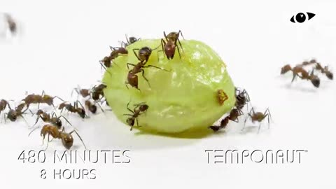 Ants vs Gooseberry Timelapse