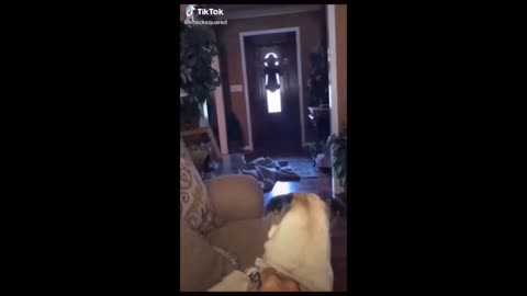 Extremely Funny Animal Compilation 1