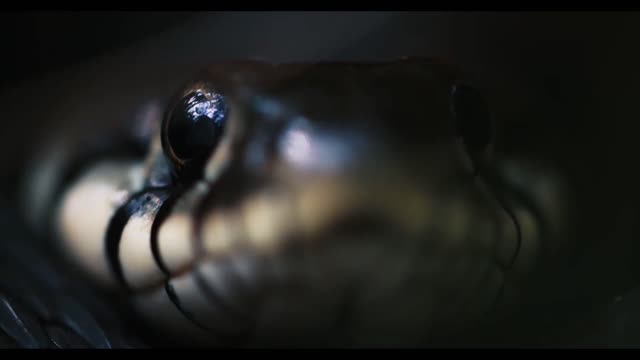 dice snake swims through marshes of swamp thickets and algae natrix