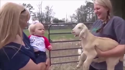 Toddler Meets Baby Goat For The First Time