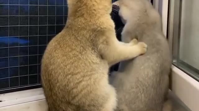 #kittens enjoy each other company 😭😍