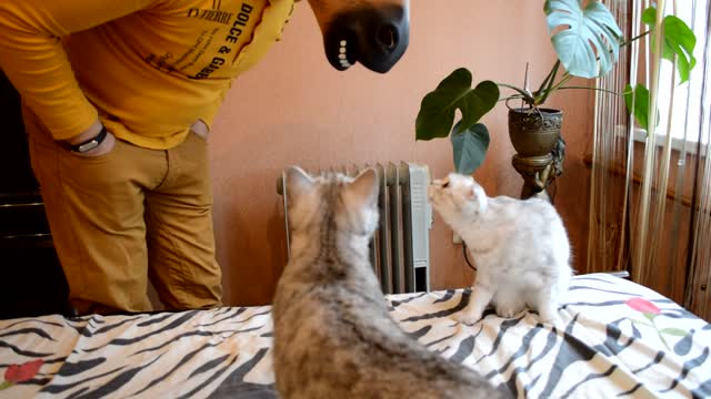 Cats React to Horse Mask