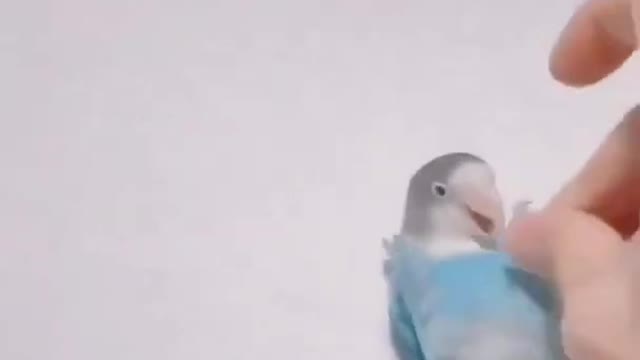 Cute Dancing parrot🦜