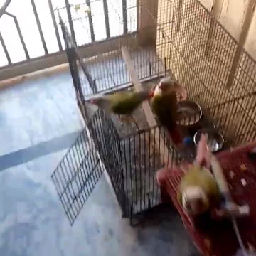 A Parrot Without a Name