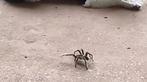dog vs spider