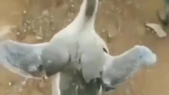 Share the most interesting video with you 2