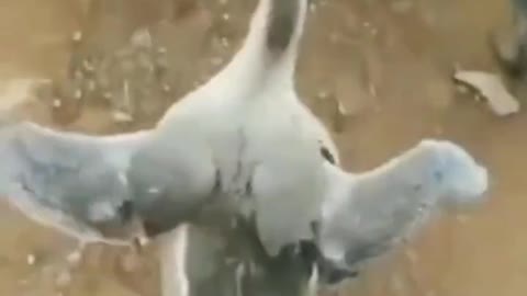 Share the most interesting video with you 2
