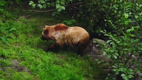 Bear playing.with water