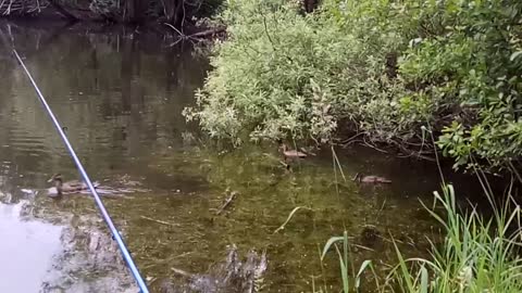 Ducks swimming on the lake