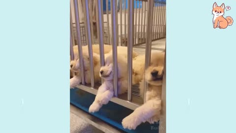 Cute puppies cute buddy