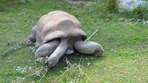 Aldabra Giant Tortoise Aldabrachelys Gigantea From Seychelles In Zoo