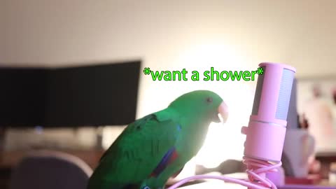 Parrot Whispers Into Microphone