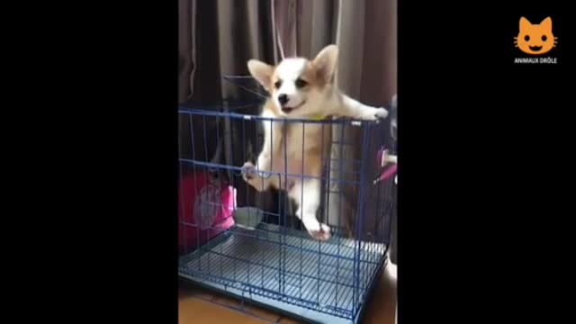 A puppy that will soon be a big and beautiful hero dog