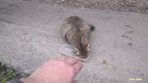 Hungry cat runs to me