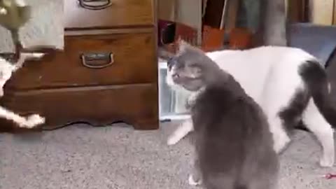 funny animal videos