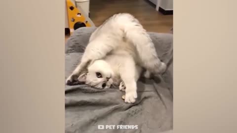 Funny Videos of Cats and Dogs