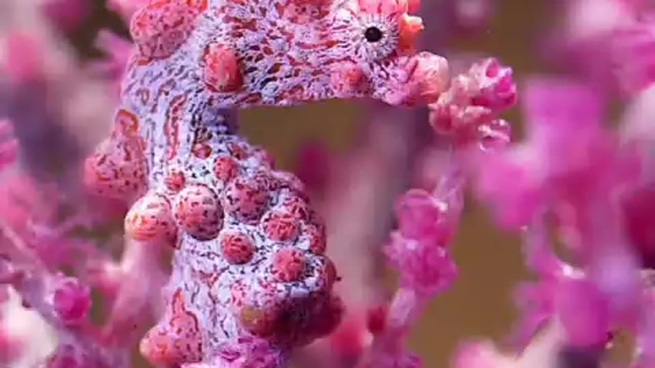 Bargibant's seahorse or the pygmy seahorse