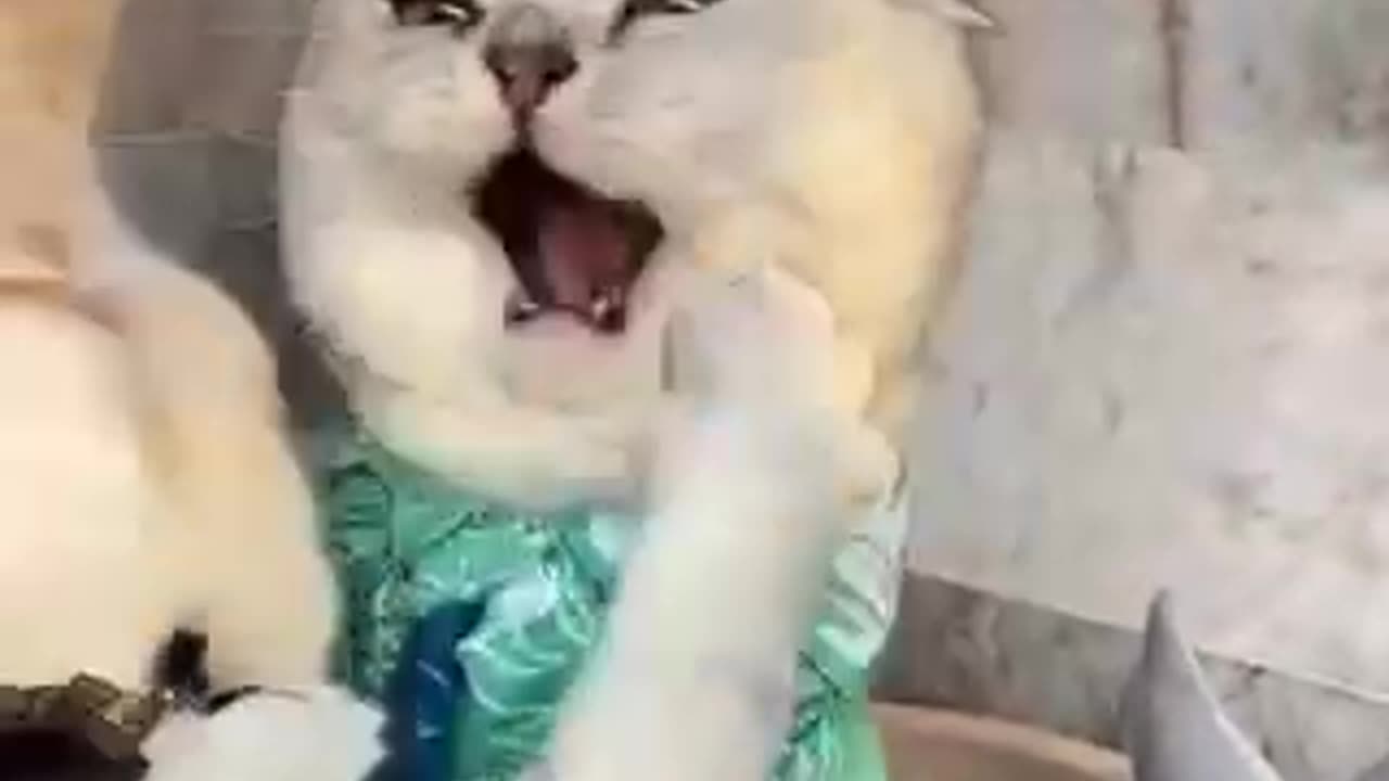 Cute 🥰 and funny 😄 Cat 🐱 Video!"