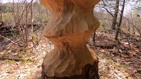 Beaver Chewed Tree