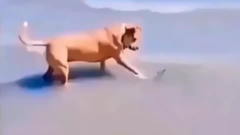 funny moments dogs